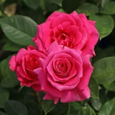 Саженцы роз ЛАВ ЛЕТТЕР флорибунда — описание сорта Саженцы роз ЛАВ ЛЕТТЕР флорибунда в Москве