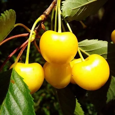 Черешня ЖУРБА  Черешня ЖУРБА в Москве