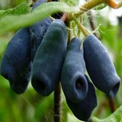 Жимолость съедобная НАРЫМСКАЯ в Москве