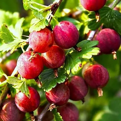 Крыжовник САДКО  Крыжовник САДКО в Москве