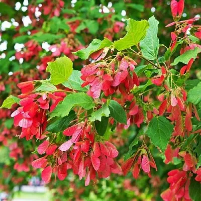 Клен татарский  Клен татарский в Москве