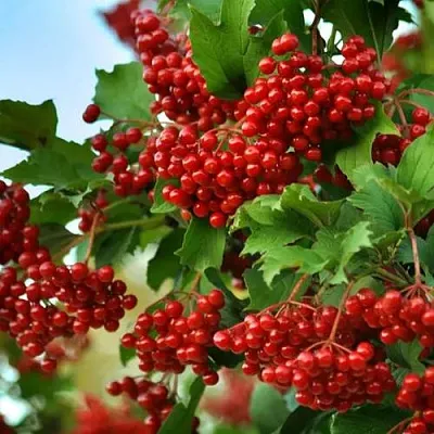 Калина ТАЕЖНЫЕ РУБИНЫ  Калина ТАЕЖНЫЕ РУБИНЫ в Москве