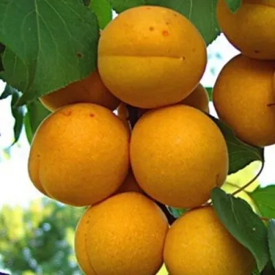 Абрикос ОНТАРИО — описание сорта Абрикос ОНТАРИО в Москве