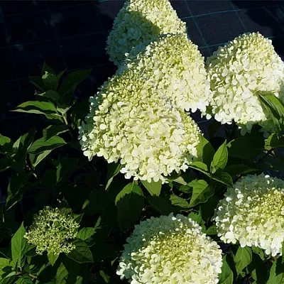 Гортензия СЕЛЕКШН метельчатая  Гортензия СЕЛЕКШН метельчатая в Москве