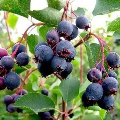 Ирга THIESSEN — описание сорта Ирга THIESSEN в Москве