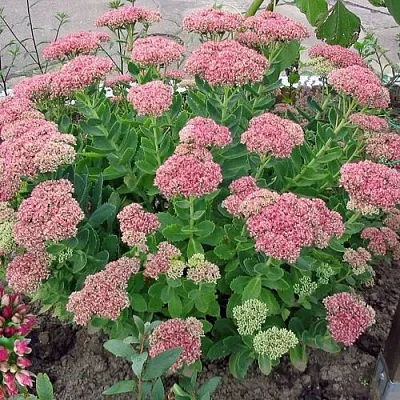 саженцы седума саженцы седума