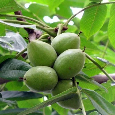 Орех маньчжурский МИЧУРИНЕЦ  Орех маньчжурский МИЧУРИНЕЦ в Москве