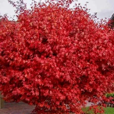 Клен гиннала  — описание сорта Клен гиннала  в Москве