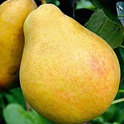 Груша САХАРНАЯ  Груша САХАРНАЯ в Москве