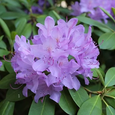 саженцы рододендрона саженцы рододендрона