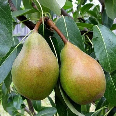 Груша ЯБЛУНИВСКАЯ  Груша ЯБЛУНИВСКАЯ в Москве