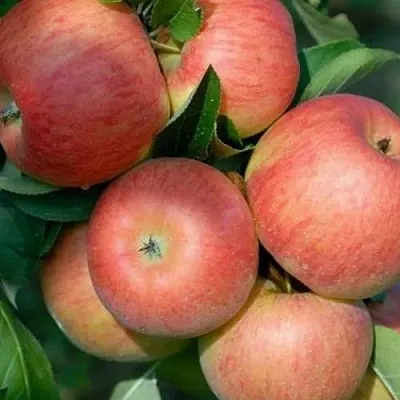 Яблоня ТОПАЗ  Яблоня ТОПАЗ в Москве