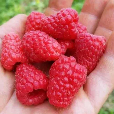 Малина ТУЛАМИН — описание сорта Малина ТУЛАМИН в Москве