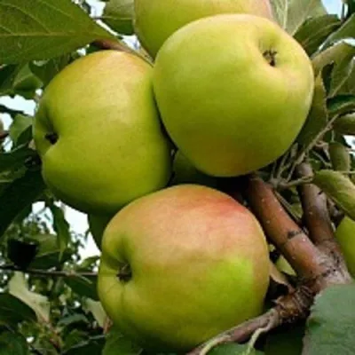 Яблоня БРАТ ЧУДНОГО стелющаяся в Москве