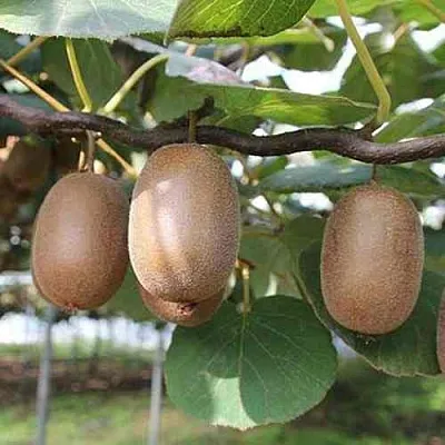 Актинидия ЗАКАРПАТЬЕ деликатесная  Актинидия ЗАКАРПАТЬЕ деликатесная в Москве