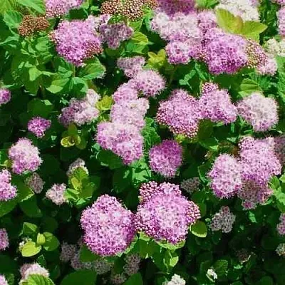 Спирея ПИНК СПАРКЛЕР  Спирея ПИНК СПАРКЛЕР в Москве