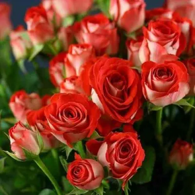 Саженцы роз ЗОДИАК спрей — описание сорта Саженцы роз ЗОДИАК спрей в Москве