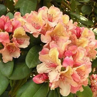 Рододендрон ФЛАУТАНДО  Рододендрон ФЛАУТАНДО в Москве