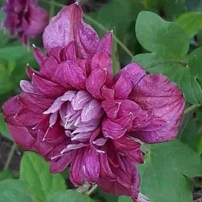 Клематис ПУРПУРЕА ПЛЕНА ЭЛЕГАНС  Клематис ПУРПУРЕА ПЛЕНА ЭЛЕГАНС в Москве