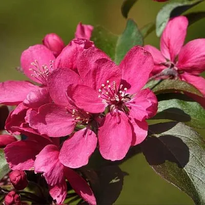 Яблоня НЕДЗВЕЦКОГО  Яблоня НЕДЗВЕЦКОГО в Москве