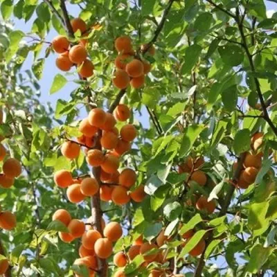 Абрикос ОРЛОВЧАНИН в Москве