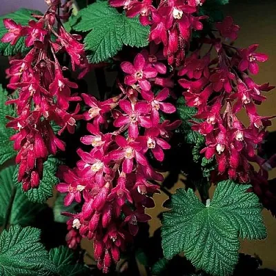 Смородина кроваво-красная  Смородина кроваво-красная в Москве