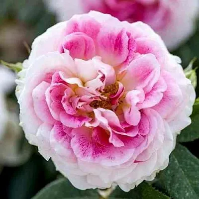 Саженцы роз ГЕРНСИ чайно-гибридная  Саженцы роз ГЕРНСИ чайно-гибридная в Москве