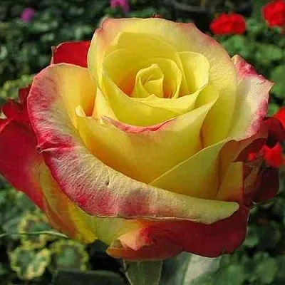 Саженцы роз ХОТ МЕРЕНГА чайно-гибридная  Саженцы роз ХОТ МЕРЕНГА чайно-гибридная в Москве