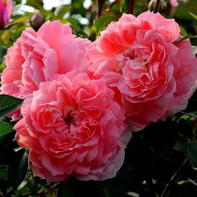 Саженцы роз ОЛЬГА шраб  Саженцы роз ОЛЬГА шраб в Москве