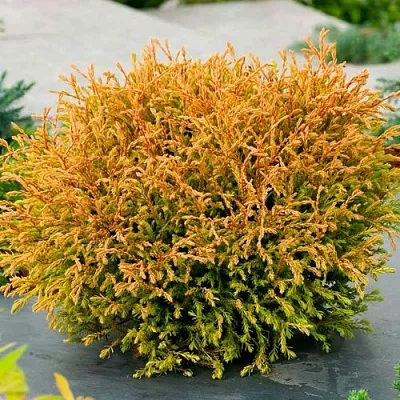 Туя ГОЛДЕН ТАФФЕТ западная  Туя ГОЛДЕН ТАФФЕТ западная в Москве