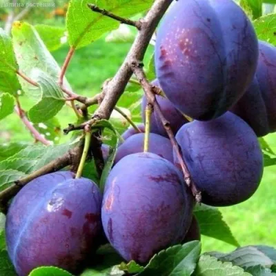 Слива ВЕНГЕРКА БЕЛОРУССКАЯ — описание сорта Слива ВЕНГЕРКА БЕЛОРУССКАЯ в Москве