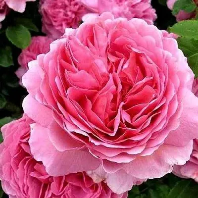 Саженцы роз ПРИНЦЕССА АЛЕКСАНДРА ОФ КЕНТ английская  Саженцы роз ПРИНЦЕССА АЛЕКСАНДРА ОФ КЕНТ английская в Москве