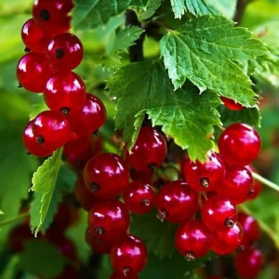 Смородина красная РОЛАН  Смородина красная РОЛАН в Москве