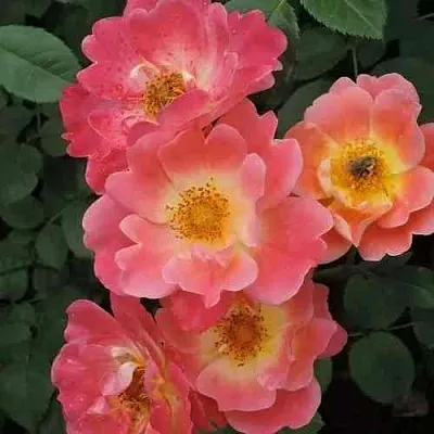 Саженцы роз ГЕРЦОГИНЯ ФРЕДЕРИКА шраб  Саженцы роз ГЕРЦОГИНЯ ФРЕДЕРИКА шраб в Москве