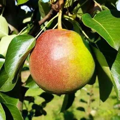 Груша КУПАЛА в Москве