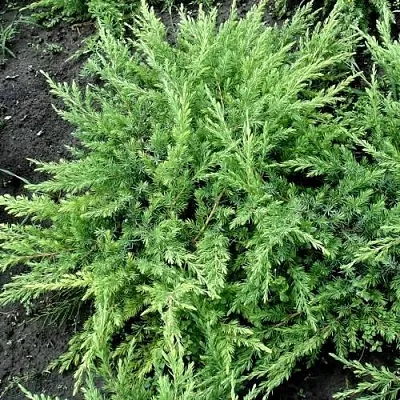 Можжевельник ШЛЯГЕР прибрежный  Можжевельник ШЛЯГЕР прибрежный в Москве