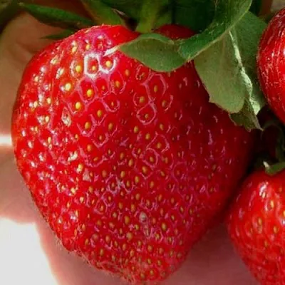 Клубника МАГНУС  Клубника МАГНУС в Москве