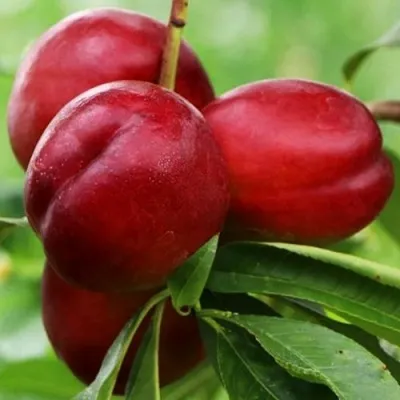 Нектарин КРЫМЧАНИН — описание сорта Нектарин КРЫМЧАНИН в Москве