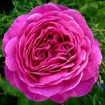 Саженцы роз ХАЙДИ КЛУМ флорибунда  Саженцы роз ХАЙДИ КЛУМ флорибунда в Москве