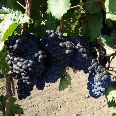 Виноград ДЕНИСОВСКИЙ — описание сорта Виноград ДЕНИСОВСКИЙ в Москве