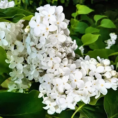 Сирень МАЛЕНЬКИЙ ПРИНЦ  Сирень МАЛЕНЬКИЙ ПРИНЦ в Москве