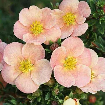 Лапчатка ДЕЙДАУН кустарниковая   Лапчатка ДЕЙДАУН кустарниковая  в Москве