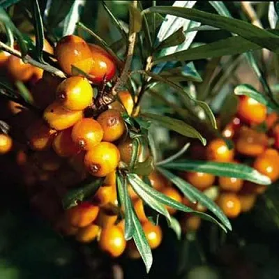 Облепиха ДАР КАЗАКОВУ  Облепиха ДАР КАЗАКОВУ в Москве