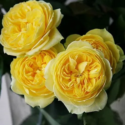 Саженцы роз КАТАЛИНА спрей  Саженцы роз КАТАЛИНА спрей в Москве