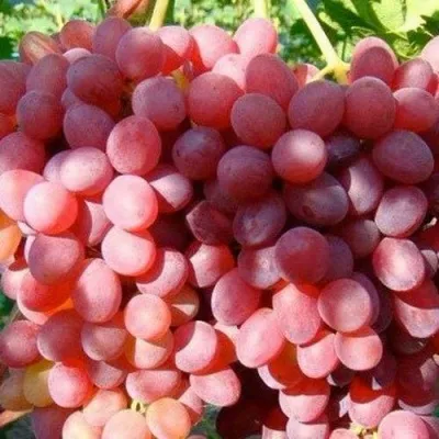 Виноград КИШМИШ КРАСНЫЙ в Москве