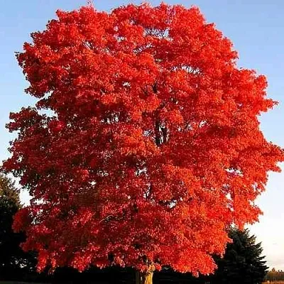 Дуб красный   Дуб красный  в Москве