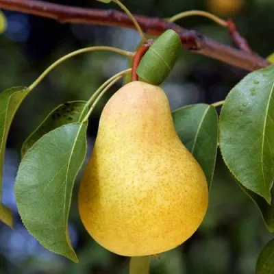 Груша БЕРЕ ЗОЛОТАЯ в Москве