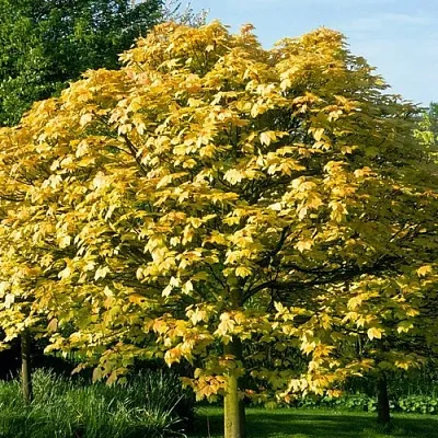 Клен ложноплатановый  Клен ложноплатановый в Москве