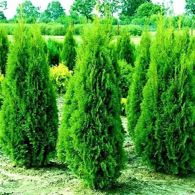 Туя ВИДМАНТ западная в Москве