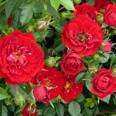 Саженцы роз РЕД КАСКАД почвопокровная  Саженцы роз РЕД КАСКАД почвопокровная в Москве